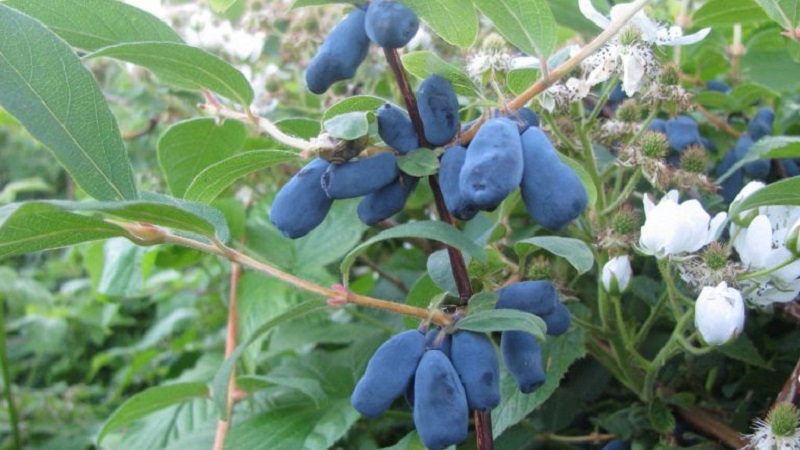 Cold-resistant honeysuckle variety Blueberry with sweet and sour fruits