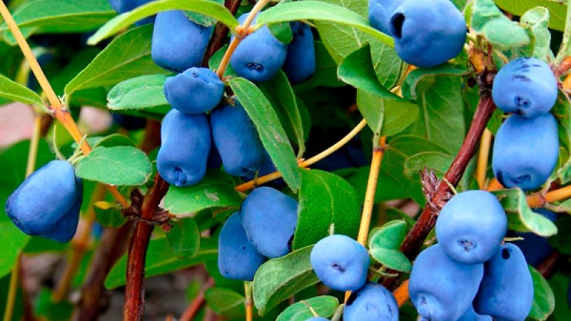 Planting and caring for honeysuckle in the Leningrad region