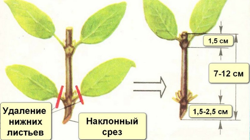 Cold-resistant honeysuckle variety Blueberry with sweet and sour fruits