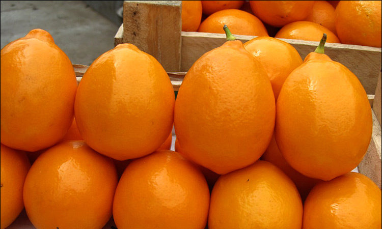 Uzbek lemon - differences and features of cultivation