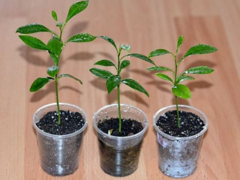 Uzbek lemon - differences and features of cultivation