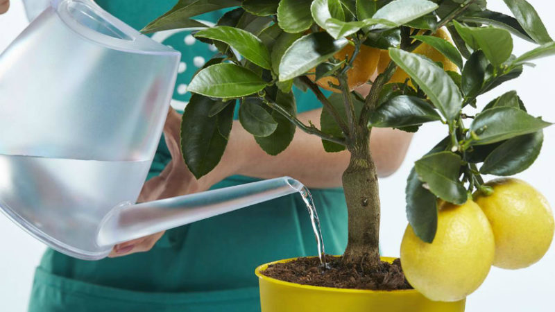 Uzbek lemon - differences and features of cultivation