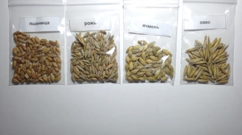 What are the differences between wheat, rye, oats and barley: photo and comparative characteristics