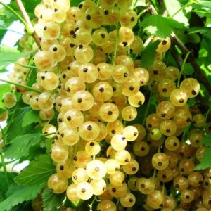 Versailles currant - description and characteristics of the variety