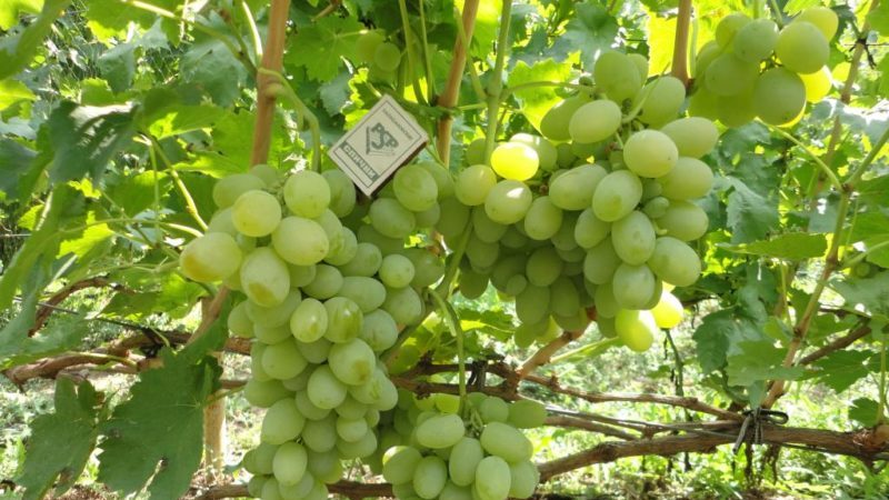 Kesha grape hybrid - description and characteristics