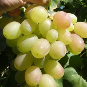 Kesha grape hybrid - description and characteristics
