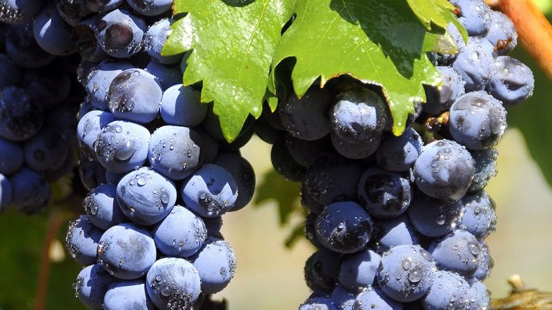Famous low-calorie Tempranillo grape