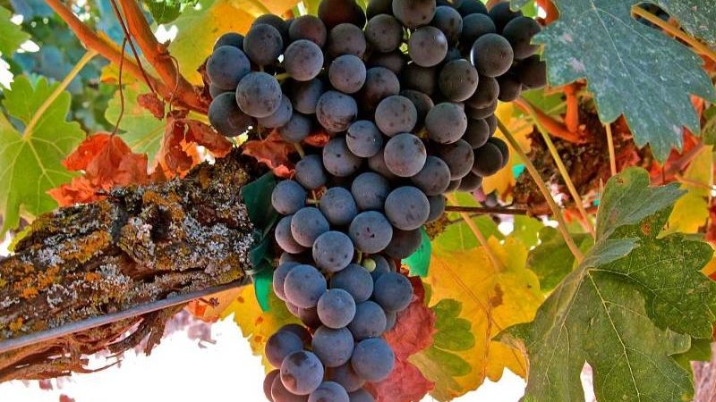 Famous low-calorie Tempranillo grape