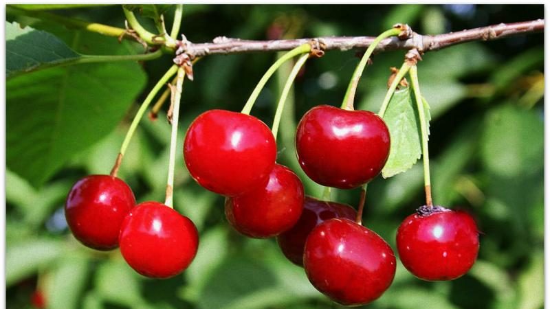The most productive and delicious varieties of cherries
