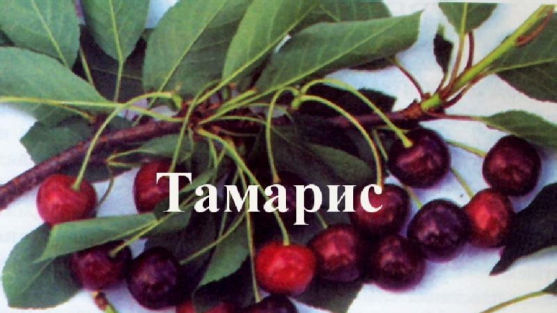 Fast growing resistant Tamaris cherry