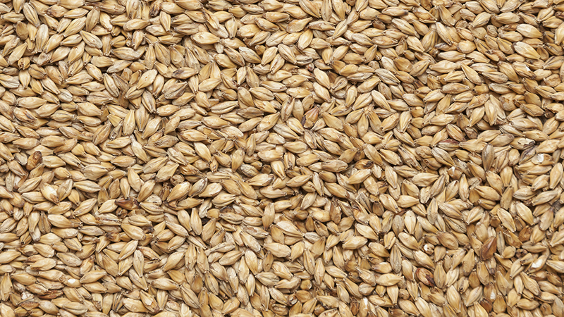 Secrets of making barley whiskey at home