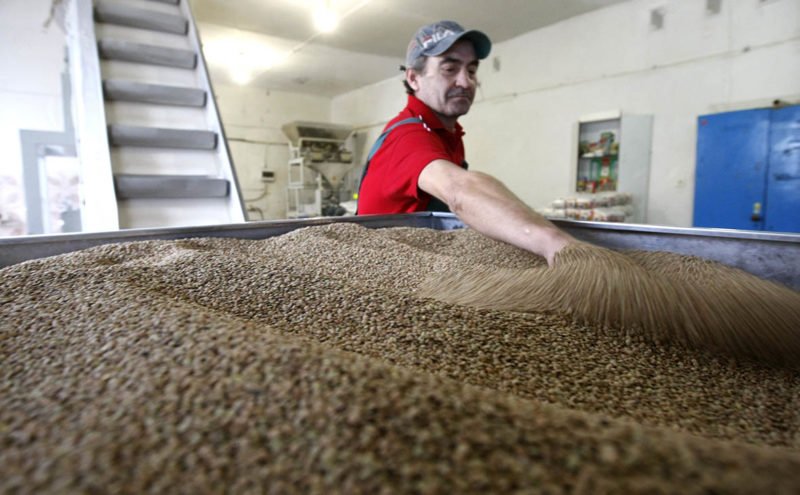 All about buckwheat: what it is and where it comes from, history of origin and quality assessment