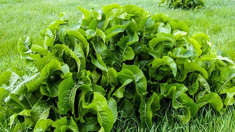 All about horseradish: what it is, how it looks and blooms, what is the root