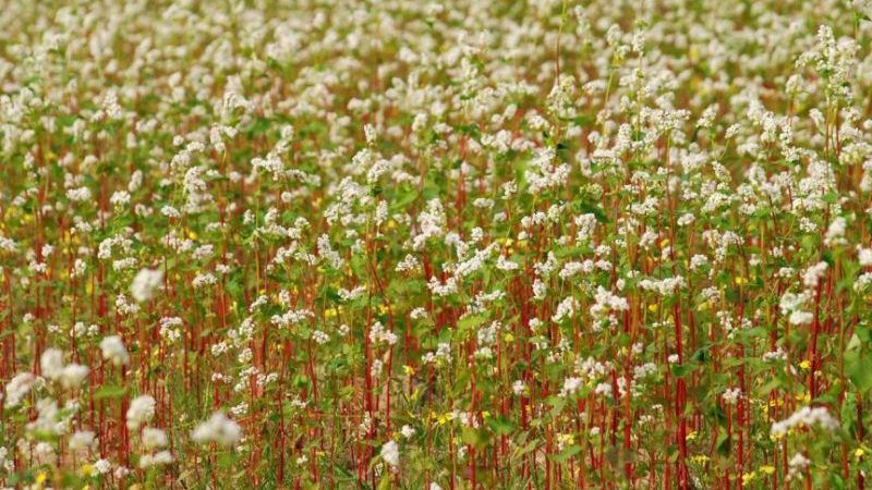 What is buckwheat and what kind does it look like when it grows in the field