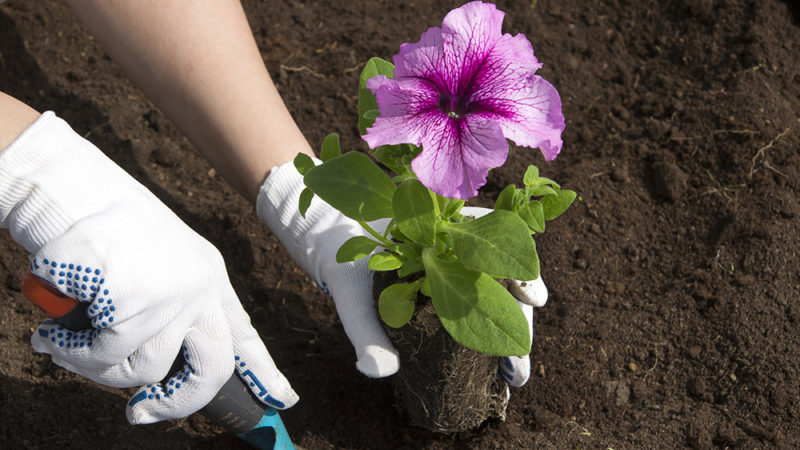 Description of varieties and features of growing terry petunia
