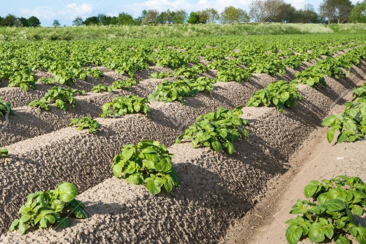 New ways of planting potatoes and care features