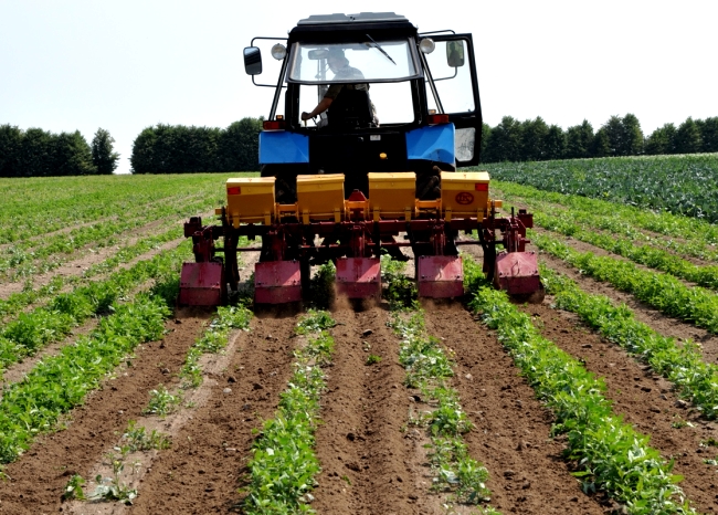 Potato cultivation machines - features of agricultural machinery