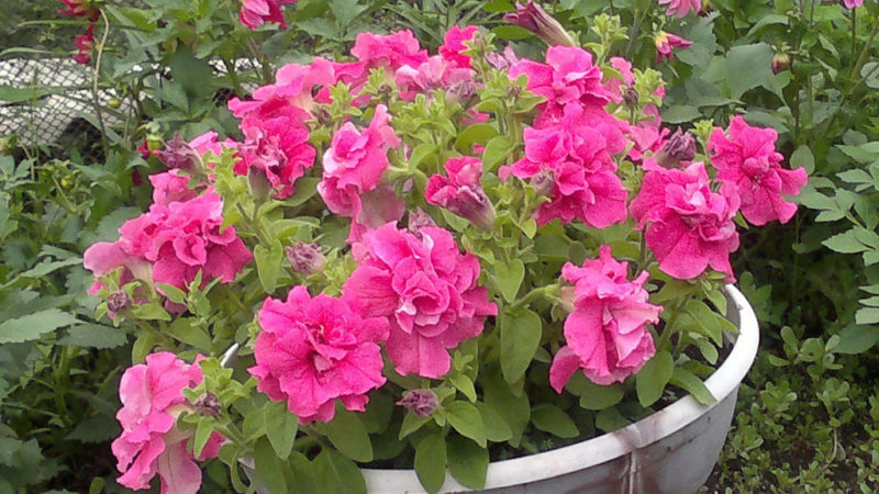 Description of varieties and features of growing terry petunia