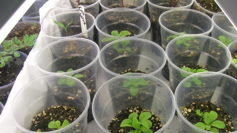 How to grow petunia from seeds at home: sowing seedlings, care, transplanting into open ground