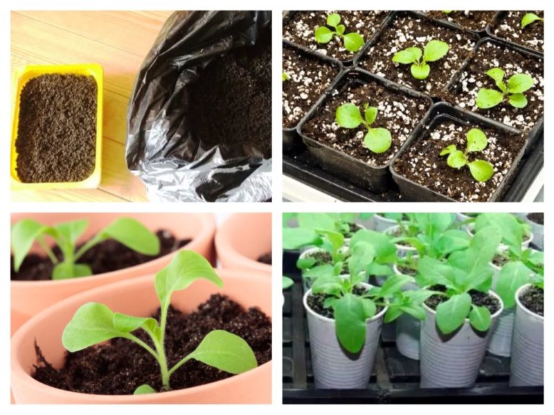 How to grow petunia from seeds at home: sowing seedlings, care, transplanting into open ground
