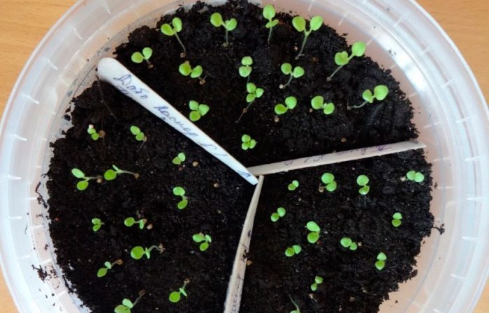 How to grow petunia from seeds at home: sowing seedlings, care, transplanting into open ground