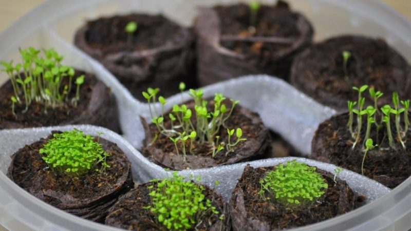 How to grow petunia from seeds at home: sowing seedlings, care, transplanting into open ground