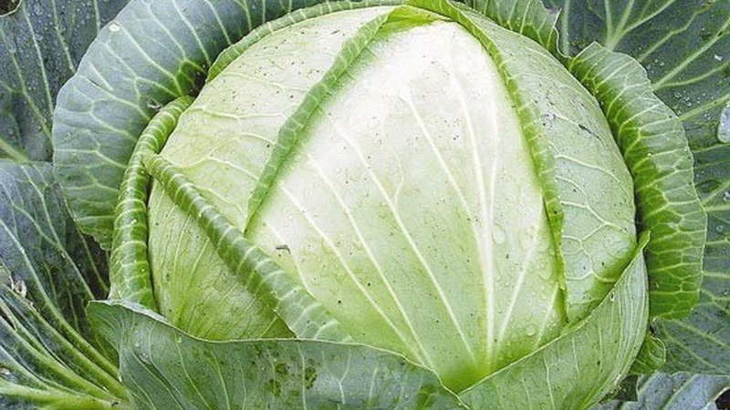 High-yielding variety of Belarusian cabbage: description and characteristics