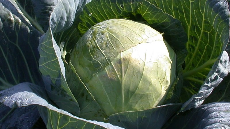 High-yielding variety of Belarusian cabbage: description and characteristics