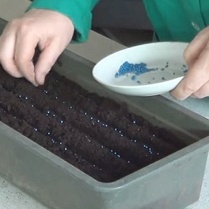 Features of planting and growing a hybrid of Rinda cabbage f1