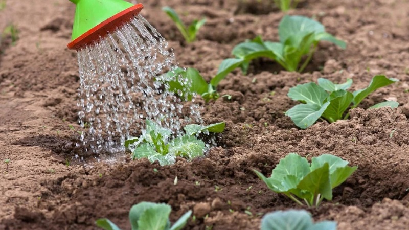 Features of planting and growing a hybrid of Rinda cabbage f1