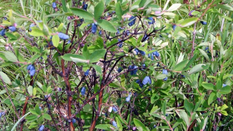 Crop rotation rules in the garden: what can be planted next to black currants