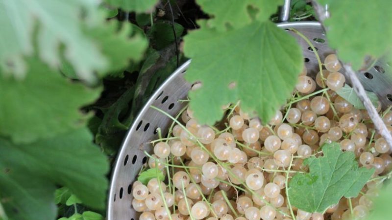 Versailles currant - description and characteristics of the variety