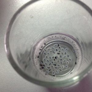 Is basil seed soaking required before planting and how to do it right