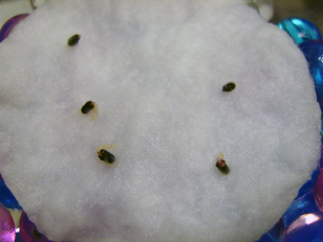 Is basil seed soaking required before planting and how to do it right