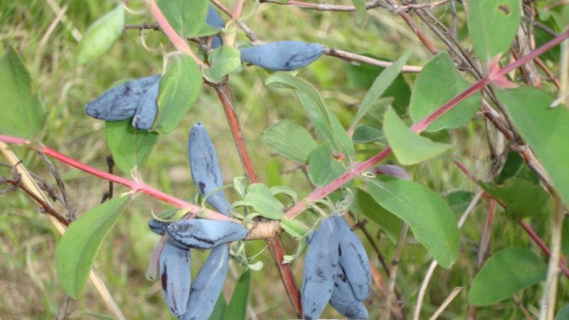 When honeysuckle ripens in different regions