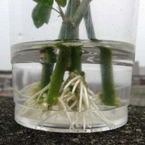 Instructions for beginner florists: how to root a rose from a bouquet at home