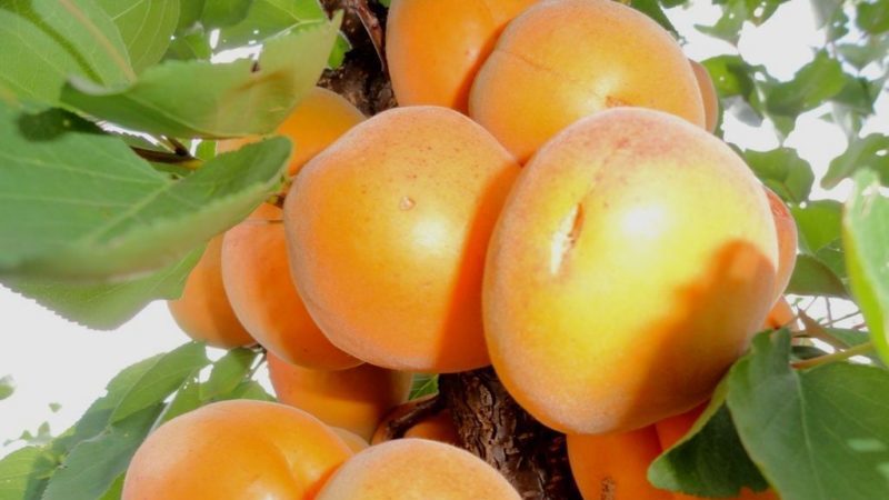 Variety of apricot varieties for different regions