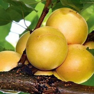 Variety of apricot varieties for different regions