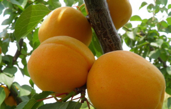 Variety of apricot varieties for different regions
