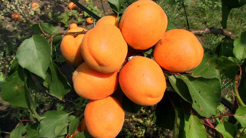 Variety of apricot varieties for different regions