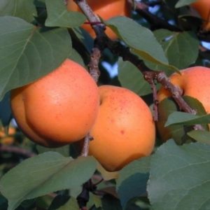 Variety of apricot varieties for different regions