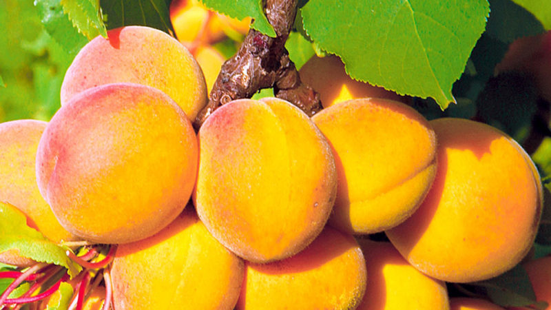 Variety of apricot varieties for different regions