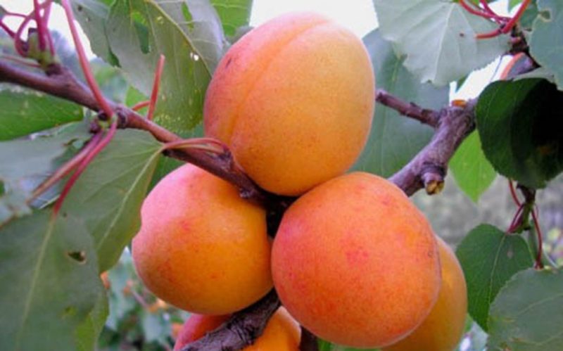 Variety of apricot varieties for different regions