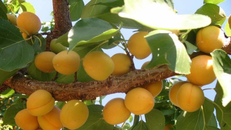 Variety of apricot varieties for different regions
