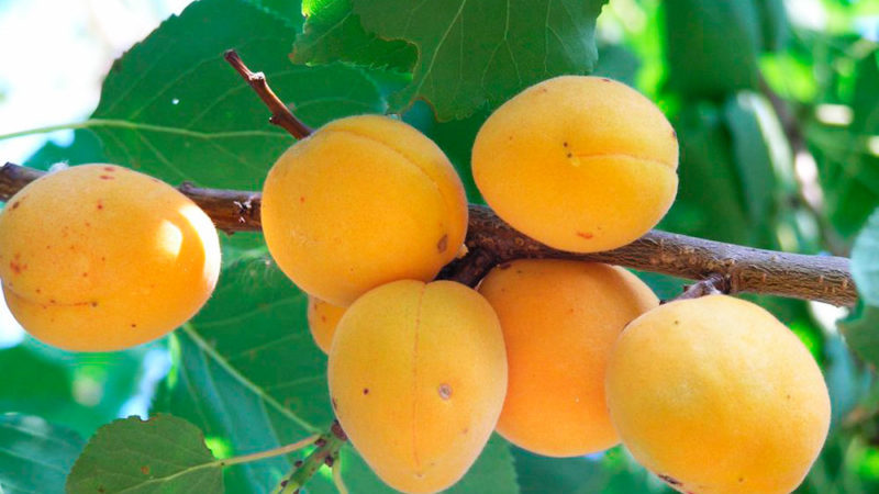 Variety of apricot varieties for different regions