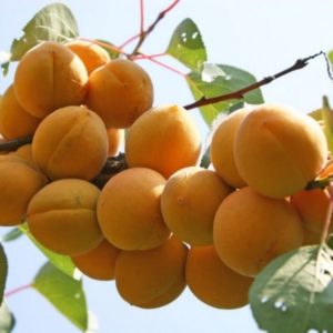 Variety of apricot varieties for different regions