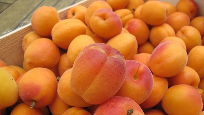 Variety of apricot varieties for different regions