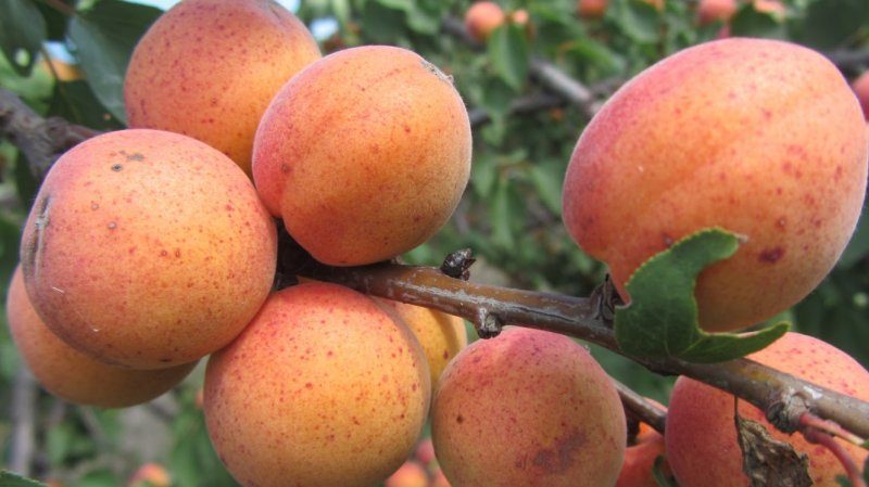 Variety of apricot varieties for different regions
