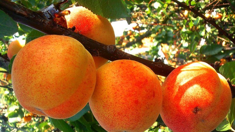 Variety of apricot varieties for different regions