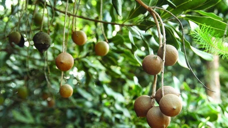 How to grow nut macadamia at home